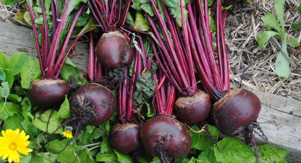 Ось чому мій врожай буряків не такий, як в селі: головні помилки під час вирощування борщового коренеплоду 