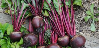 Експерти розповіли, які проблеми можуть виникнути під час вирощування буряка