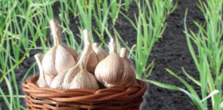Як виростити великий і смачний часник
