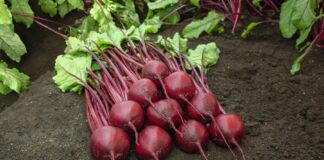 Добриво для солодкого буряка