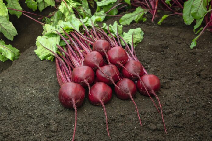 Добриво для солодкого буряка Добриво для солодкого буряка