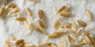 Як закладати насіння в ґрунт