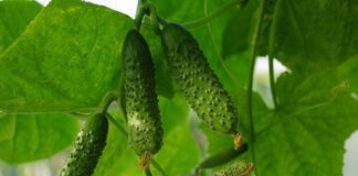 Що зробити з огірками для щедрого врожаю