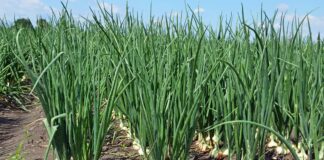 Городники розповіли, чим підживити озимий часник у квітні