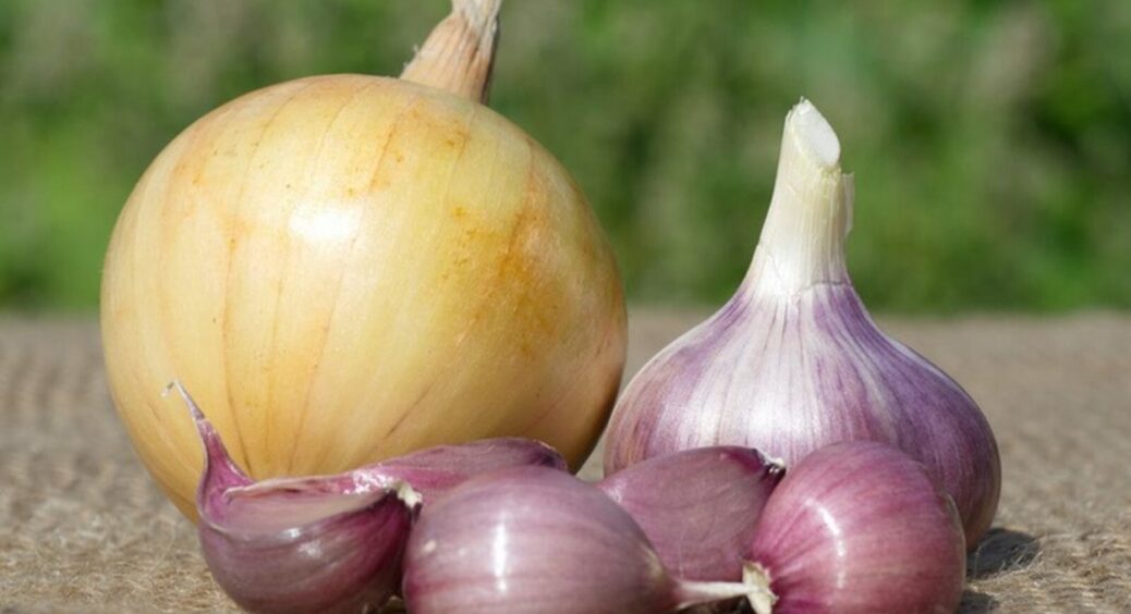 Цибулю і часник обробляю у червні цим пахучим засобом: зелень стає потужною, нічого не жовтіє та не сохне 