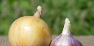 Городники розповіли про ефективне народне добриво для цибулі в липні