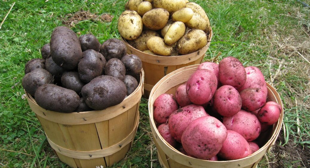 Бадилля буде рости на шкоду бульбам: яке домашнє добриво для картоплі потрібно заборонити використовувати? 