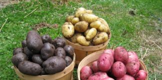 Дачники розповіли, як виростити велику картоплю