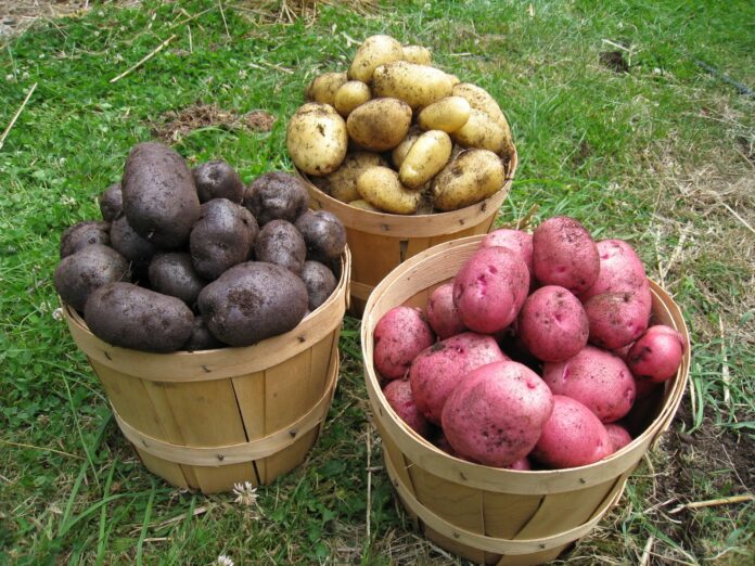Дачники розповіли, як виростити велику картоплю