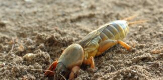 Як вивести капустянку з ділянки