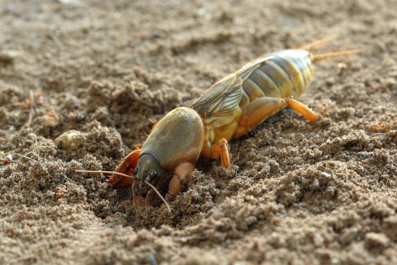Як вивести капустянку з ділянки