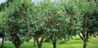 Садівники розповіли, яких помилок слід уникати під час підживлення дерев навесні