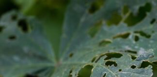 Експерти розкрили простий спосіб боротьби з попелицею на городі