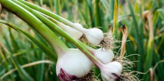 Городники розповіли про потужні добрива для цибулі й часнику