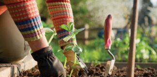 Городник розповів, які рослини слід тримати в різних кутках ділянки