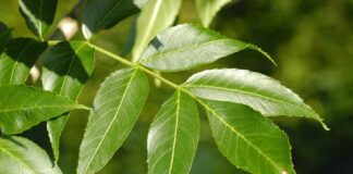 Які дерева краще не садити в саду