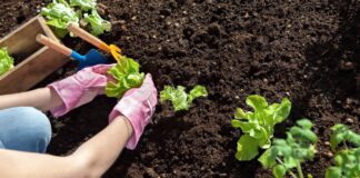 Коли у травні не можна працювати на городі