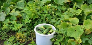 Рецепт потужного добрива для огірків 