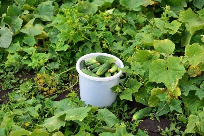 Експерти розповіли про найкраще добриво для щедрого та смачного врожаю огірків – поради городників