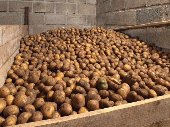 Експерти назвали популярні сорти картоплі, які довго зберігаються та залишаються смачними