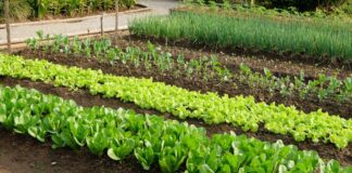 Які овочі приносять користь городу