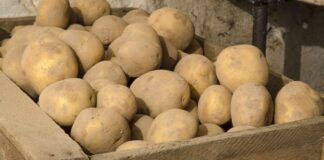 Господині розповіли, як варити картоплю втричі швидше 