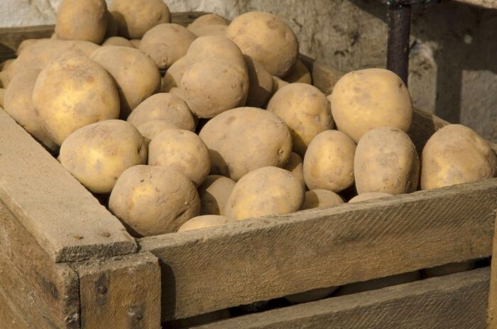 Найкращі сорти картоплі для зберігання