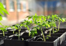 99% дачників гублять розсаду томатів, а я знаю простий та безплатний рецепт: роблю це одразу після сходів Городники нагадали рецепт натурального засобу підживлення розсади томатів