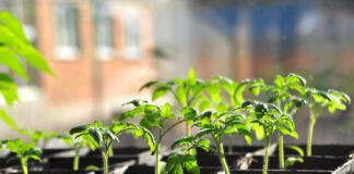 Огірки, томати, баклажани та перець за ніч з хирлявих стали здорованями: просто зробила цю хитрість