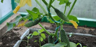 Як виростити огірки на грядка-пірамідах