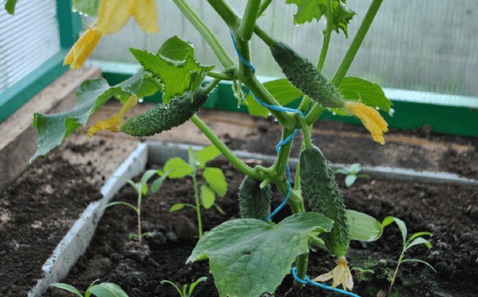 Як виростити огірки на грядка-пірамідах Як виростити огірки на грядка-пірамідах