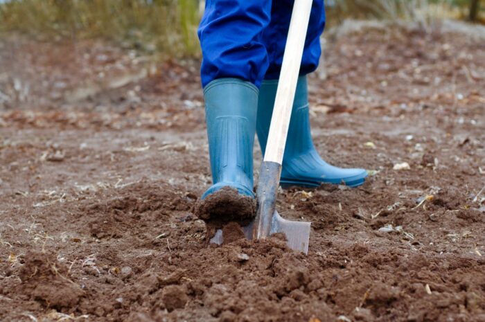 Експерти розповіли, що робити, коли ґрунт на городі виснажується – поради від знавців