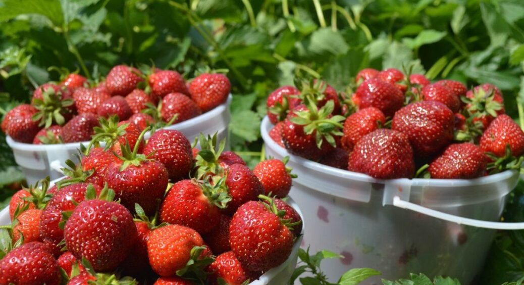 Приготувала це підживлення і була в захваті від врожаю: яке добриво допоможе полуниці під час плодоношення 