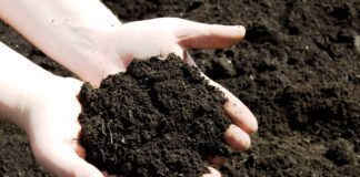 Як використовувати деревне вугілля для городу