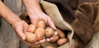 Городники розповіли, як ефективно удобрювати картоплю для врожаю
