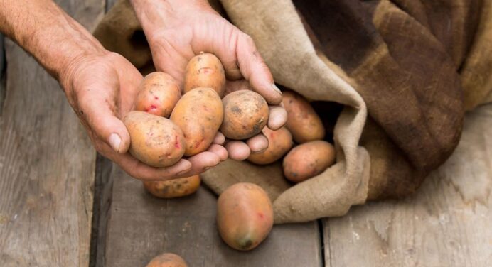 Подруга з села розкрила свій секрет хитрої підгодівлі для картоплі: збирає бульбу мішками і мене пригощає 