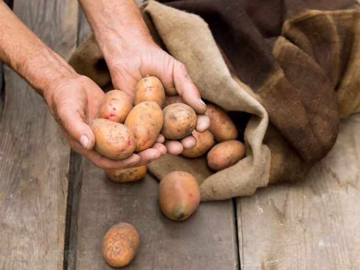 Експерти назвали популярні сорти картоплі, які довго зберігаються та залишаються смачними