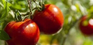 Садівники показали, чим варто підживити помідори на дачі