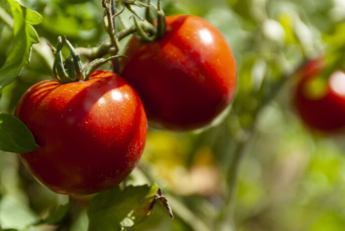 Садівники показали, чим варто підживити помідори на дачі
