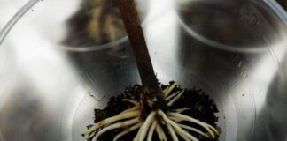 Садівники поділилися рецептом натурального стимулятора росту для рослин