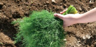 Городники розповіли, як і коли посіяти кріп, щоб він виріс пишним