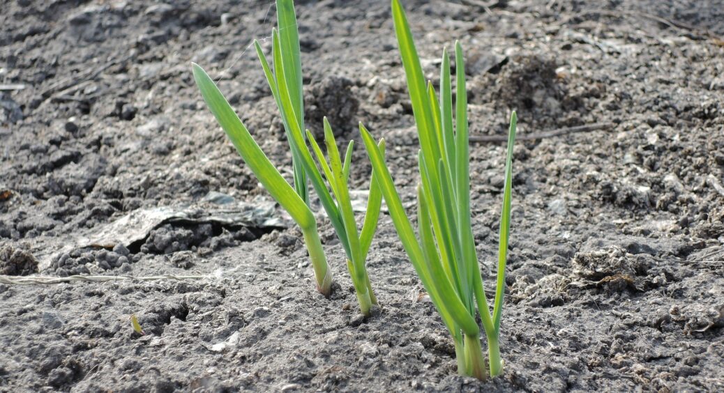 Найгірші в світі сусіди для цих рослин: експерти розповіли, що не можна садити біля огірків та помідорів 