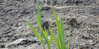 Які рослини не слід садити біля огірків та томатів 