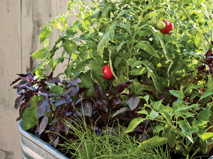 Експерти назвали найкращого сусіда для помідорів, який допоможе йому вирости смачним і соковитим