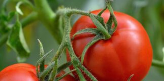 Найкращий сусід для помідорів