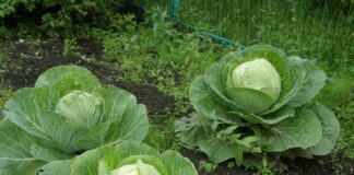 Як правильно обробляти насіння капусти