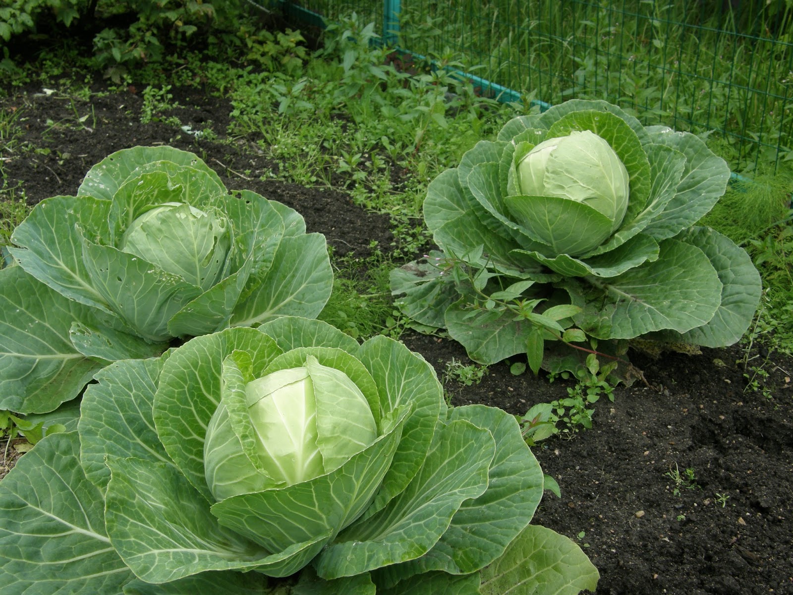 Найкращі сорти капусти для вирощування та зберігання
