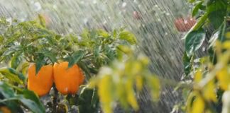 Городники розповіли, чим обробити город від хвороб і шкідників