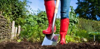 Як покращити якість виснаженого ґрунту