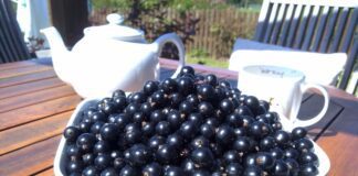 Найкраще добриво для смородини та аґрусу